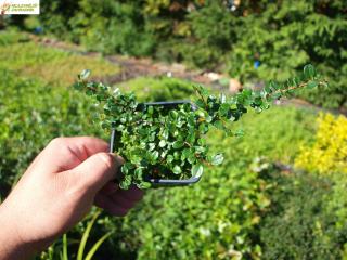 Skalník drobnolistý - Cotoneaster microphylus (kont. 9x9 cm)