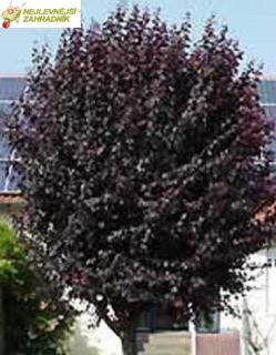 Slivoň červenolistá - Prunus cerasifera 'NIGRA' (kmínek 80 cm,kont. 5 litrů)