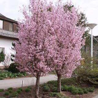 Slivoň okrasná - Prunus nipponica ´BRILLANT´(kmínek 100cm,kont. 5 litrů)