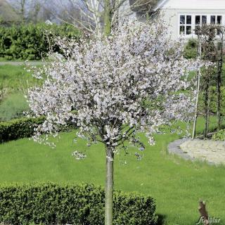 Slivoň vyříznutá - Prunus incisa 'KOJOU-NO-MAI' (kmínek 80cm,kont. 5 litrů)