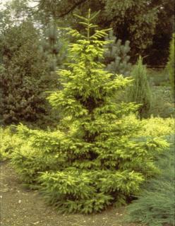 Smrk omorika syn. Pančičův (LUXUSNÍ ROSTLINY)  - Picea omorika ´AUREA´ (kont. 2 litry)