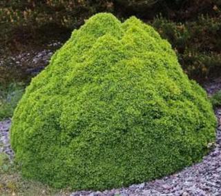 Smrk sivý - Picea glauca 'ALBERTA GLOBE' (kont. 2 litry)