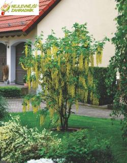 Štědřenec odvislý - Laburnum watereri ´VOSSII´(km.100cm,kont.5 litrů)