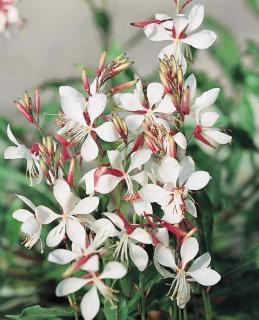 Svíčkovec bílý květ - Gaura lindheimeri ' SUMMER BREEZE´(kont.9x9cm)