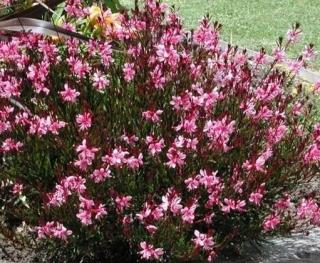 Svíčkovec - Gaura lindheimeri 'GAMBIT COMPAKT PINK´ (kont. 9x9 cm)