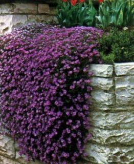 Tařička - Aubrieta purple ´CASCADE´(kont. 9x9 cm)