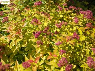 Tavolník japonský - Spiraea japonica 'GOLDFLAME' (kont. 9x9 cm)