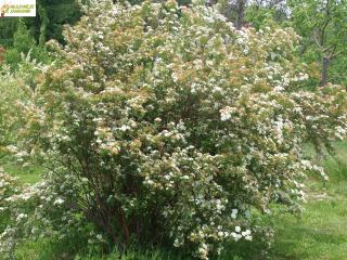 Tavolník vanhouteuv (cena 25Kč při objednání více jak 10 kusů)  - Spiraea x Vanhouttei´ (kont. 9x9 cm)