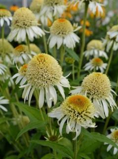 Třapatka nachová -  Echinacea purpurea 'PAPALLO SEMI DOUBLE WHITE' (kont. 1,5 litrů)