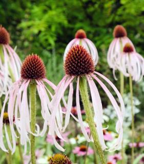 Třapatkovka bledá - Echinacea pallida (kont. 1 litr)