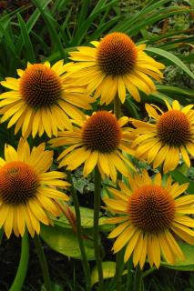 Třepatka - Echinacea ´DEEP YELLOW´(kont. 1 litr)