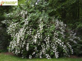 Trojpuk drsný (20Kč kus při objednání více jak 10 kusů) - Deutzia scabra ´PRIDE OF ROCHESTER' (kont. 9x9 cm)