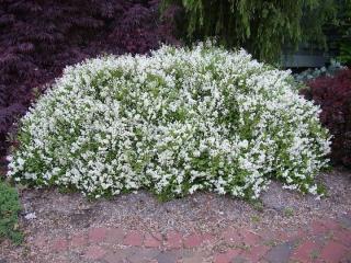 Trojpuk něžný - Deutzia gracilis 'NIKKO' (kont. 9x9 cm)