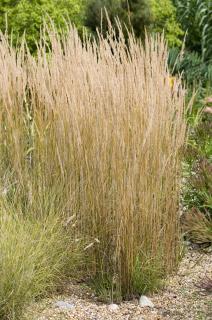 Třtina ostrokvětá - Calamagrostis acutiflora 'OVERDAM´(kont. 1,5 litrů)