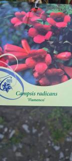 Trubač - Campsis radicans ´FLAMENCO´(kont. 2 litry)
