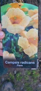 Trubač - Campsis radicans ˇFLAVA´(kont. 2 litry)