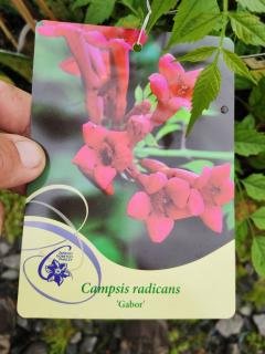 Trubač kořenující - Campsis radicans 'GABOR' (kont. 2 litry)