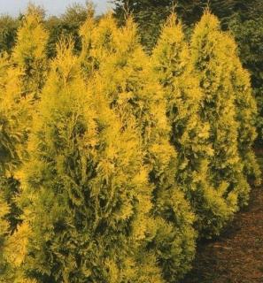 Tůje západní - Thuja occidentalis ´SUNKIST´(kont. 1 litr)