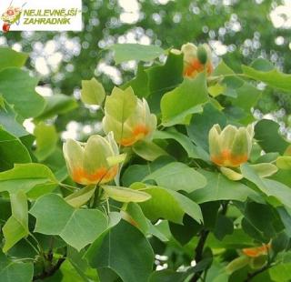 Tulipánovník - Liriodendron tulipifera (kont. 3 litry)