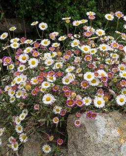 Turan Karwinského - Erigeron karvinskianus (kont. 9x9 cm)