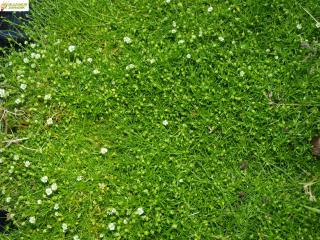 Urazník zelený - Sagina subulata 'GREEN MESS' (kont. 9x9 cm)