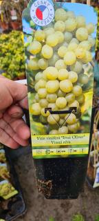 Vinná réva ´Irsai Oliver´- Vitis vinifera ´IRSAI OLIVER´ (kont. 2 litry)