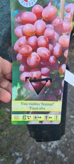 Vinná réva - Vitis vinifera ´ATAMAN´ (kont. 2 litry)