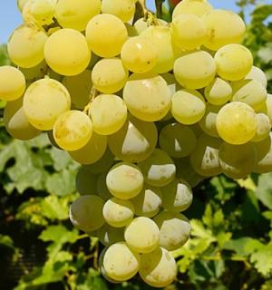 Vinná réva - Vitis vinifera ´BEOGRADSKÁ´ (kont. 2 litry)