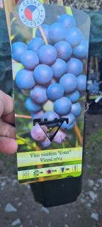 Vinná réva - Vitis vinifera ´ESTER´ (kont. 2 litry)