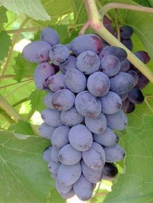 Vinná réva - Vitis vinifera ´JUPITER´ (bez semenná,kont. 2 litry)