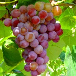 Vinná réva - Vitis vinnifera ´ASJA´(kont. 2 litry)