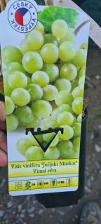 Vinná réva - Vitis vinnifera ´JULIJSKI MUSKAT´(kont. 2 litry)
