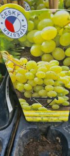 Vinná réva - Vitis vinnifera ´KARDINAL´(kont. 2 litry)