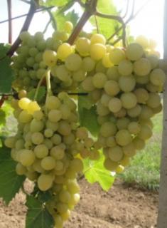 Vinná réva - Vitis vinnifera ´MUSKAT ITALIA´(kont. 2 litry)