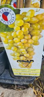 Vinná réva - Vitis vinnifera ´PERLETTAˇ(bezsemenná,kont. 2 litry)