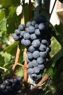 Vinná réva - Vitis vinnifera ´SMUGLJANKA´(kont. 2 litry)