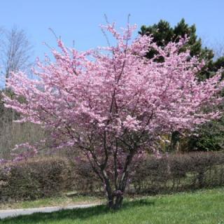 Višeň chloupkatá - Prunus sargentii 'RANCHO´(kmínek 80cm,kont. 7,5 litrů)