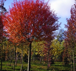 Višeň křovitá - Prunus fr. 'GLOBOSA' (kmínek 80 cm,kont. 5 litrů)