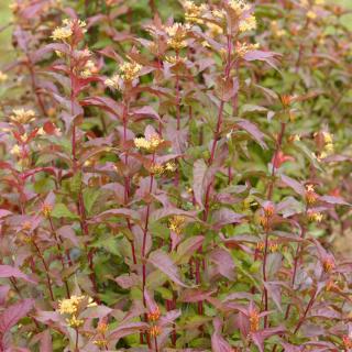 Zanice bezřapíčná (TOP kvalita)  - Diervilla sessilifolia ´BUTERFLY´ (kont. 1,5 litrů)