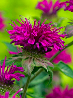 Zavinutka podvojná - Monarda didyma ´MELVA VIOLET´ (kont. 1 litr))