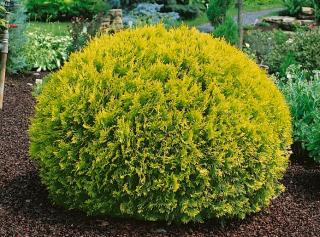 Zerav západní - Thuja occidentalis 'GOLDEN GLOBE' (kont. 1 litr)