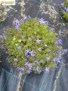 Zvonek garganský - Campanula garganica (kont. 9x9 cm)