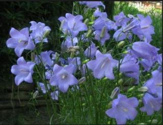 Zvonek okrouhlolistý - Campanula rotundifolia´OLYMPICA´(kont. 9x9 cm)