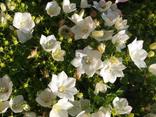 Zvonek zahradní bílý - Campanula carpatica 'PEARL WHITE ' (kont. 9x9 cm)
