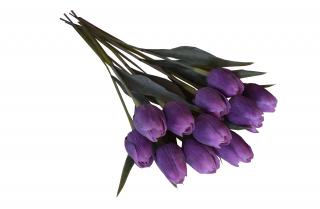Tulipán tmavě fialový 1ks 43 cm