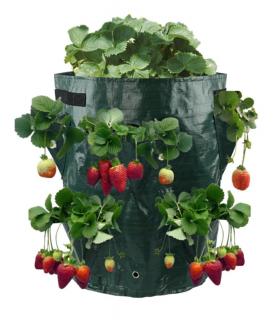 Zahradní vak na jahody 170 x 330 mm + dárek MAXY 1ks 2811
