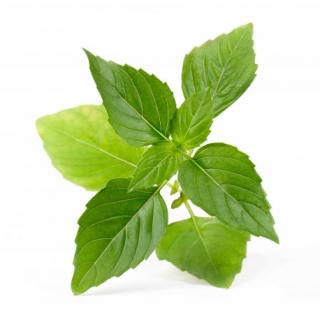 Lingot pro chytré květináče Véritable Bazalka thajská BIO