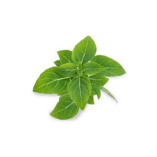 Lingot pro chytré květináče Véritable Bazalka trpasličí BIO