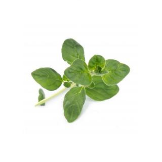 Lingot pro chytré květináče Véritable Oregano BIO