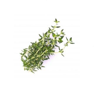 Lingot pro chytré květináče Véritable Tymián BIO